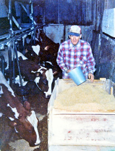 Dairy farm, feeding grain ration, Ayrshire cows
