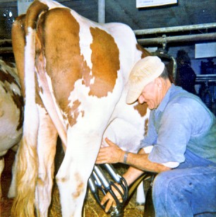 milking Ayrshire cow