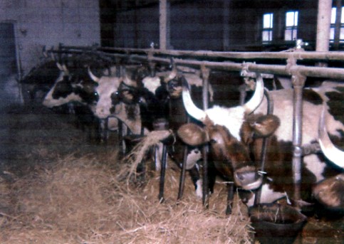 1961 Ayrshire dairy cows with horns