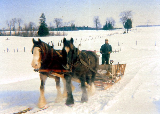 1962 horse drawn manure sleigh Clydesdale