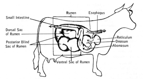 dairy cow "stomachs"