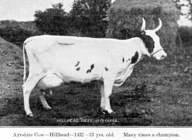champion Ayrshire cow