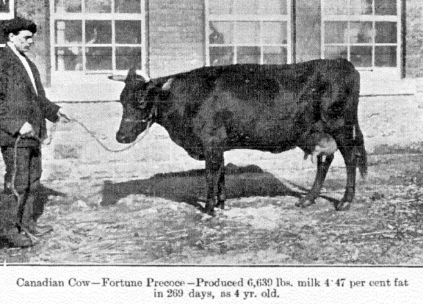 high producer Canadien cow early 1900s