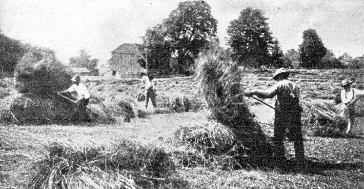 Turning loose hay circa 1900