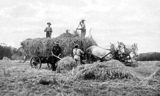 Loading loose hay with forks onto horse-drawn wagons