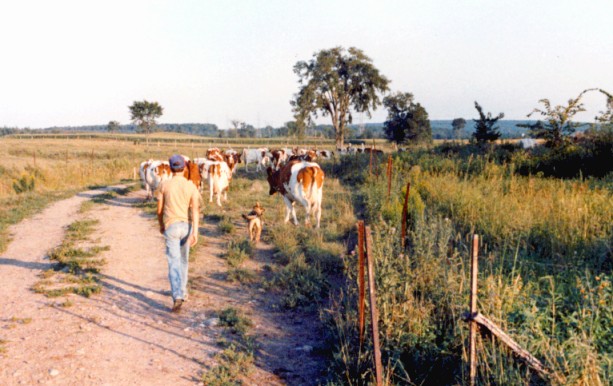 Cows going to night pasture