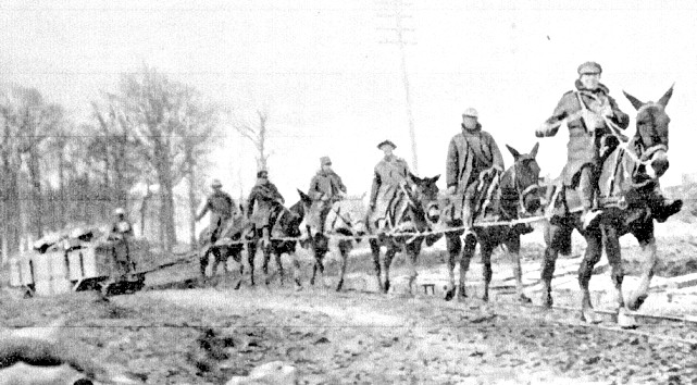 Great War light railway mules for power