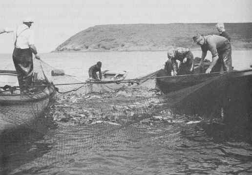 Newfoundland: bringing in a cod trap - inshore fishery