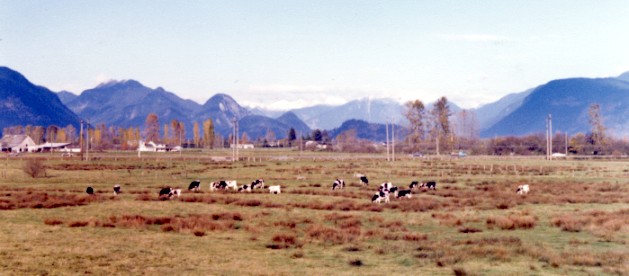 Holsteins in the Fraser Valley