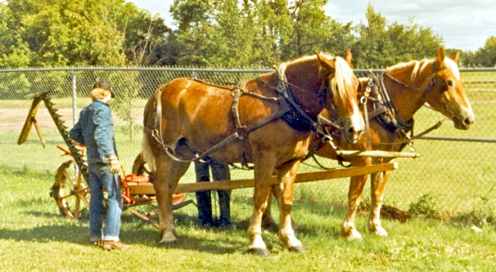 Horse-drawn mower at musem Steinbach, Manitoba.