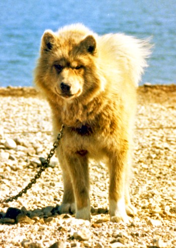 Husky sled dog Churchill 1987