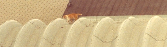 Stubby, the railyard cat.
